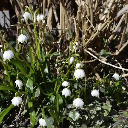 Apartament Hausberger *