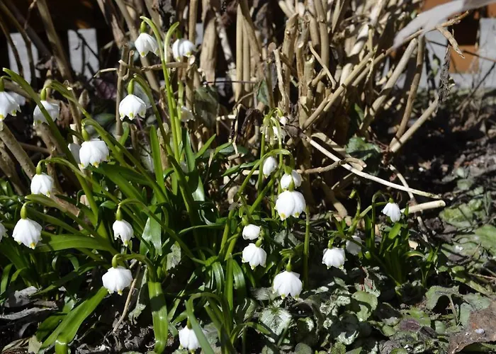 Lägenhet Hausberger *